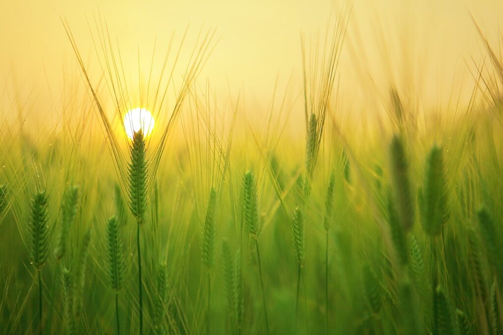 How Do I Establish Effective Pest And Disease Management For My Crops?