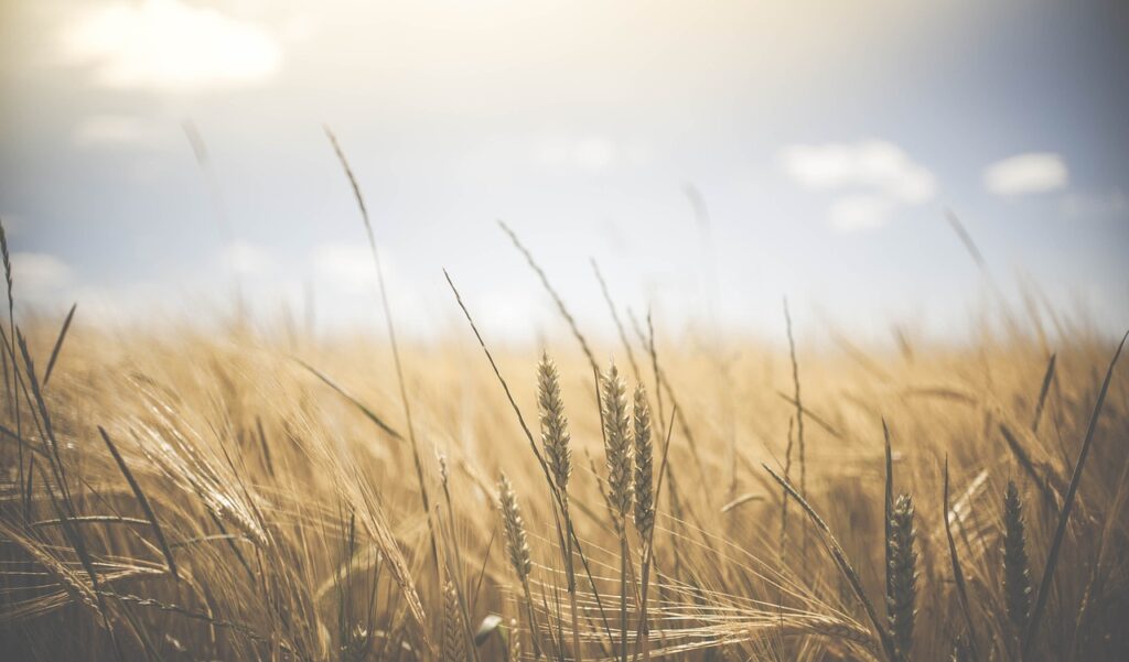 How Do I Establish Effective Pest And Disease Management For My Crops?